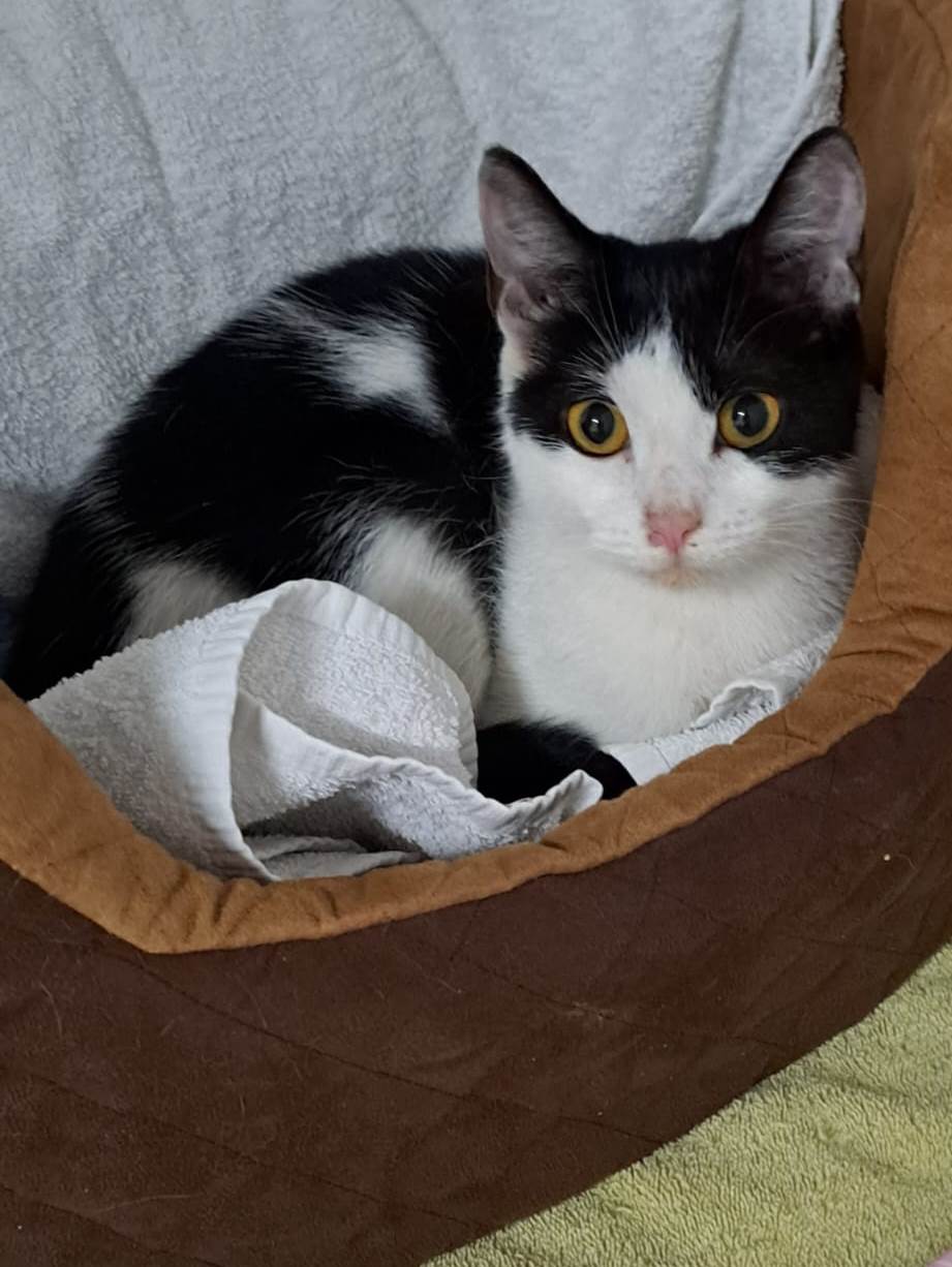 Zugelaufen: Katze in Oftersheim – Tierschutzverein