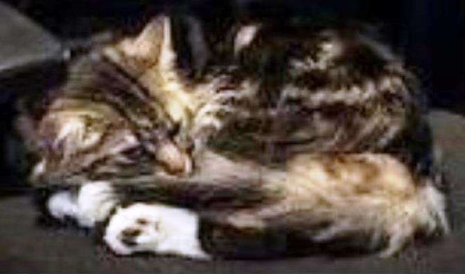 Vermisst wird Geronimo, 1 Jahr alter Maine Coon Mix, braun-schwarz gescheckt mit weißen Pfoten und sehr buschigem Schwanz. Er ist seit dem 26.5.25 in Altlußheim, Heidelberger Straße im Freien unterwegs, hat um 23 Uhr seinen Tracker verloren, der am anderen Morgen gefunden wurde. Normalerweise kommt Geronimo spätestens am Morgen wieder von allein nach Hause; vielleicht wurde er versehentlich irgendwo eingesperrt (Keller, Garage, Gartenhaus..)? Bei Sichtung oder Fund bitte bei Tasso (06190/937300) melden; Suchnummer S2981036.