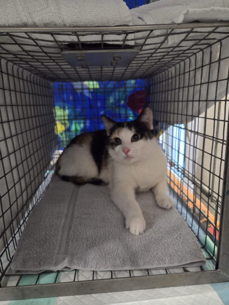 Katze Schwetzinger Nordstadt