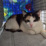 Katze Schwetzinger Nordstadt