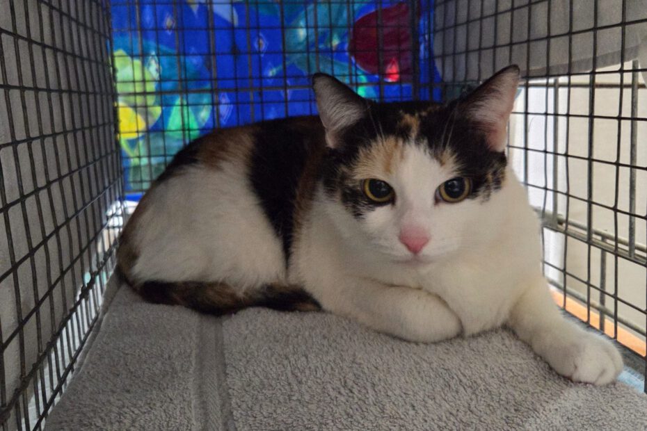 Katze Schwetzinger Nordstadt