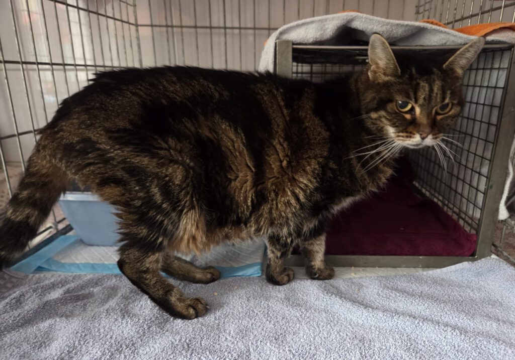 Fundkatze Eppelheim