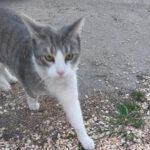 Katze Miko