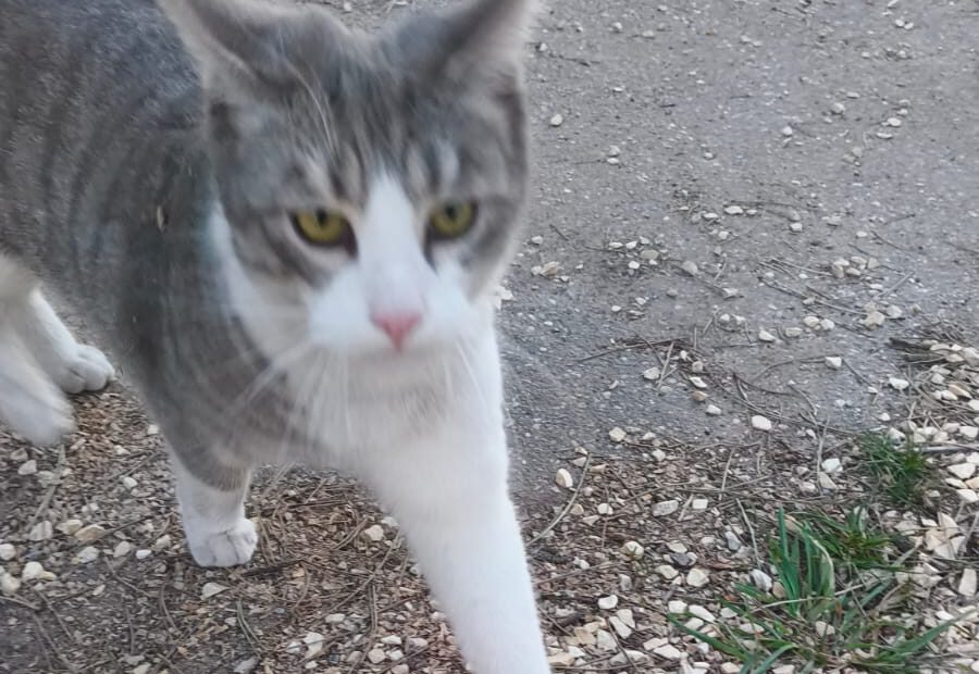 Katze Miko