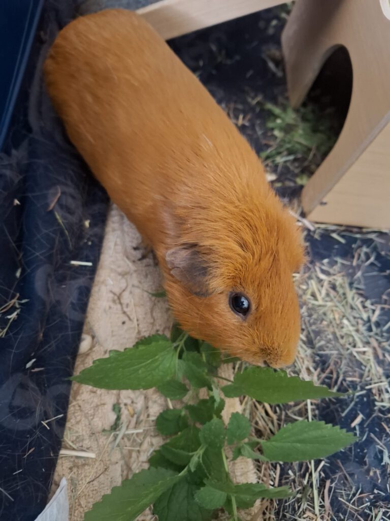 Meerschweinchen