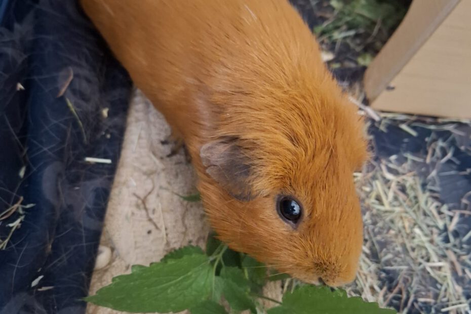 Meerschweinchen