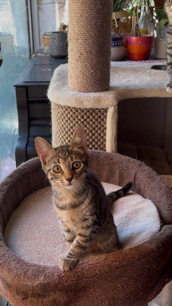 Dina