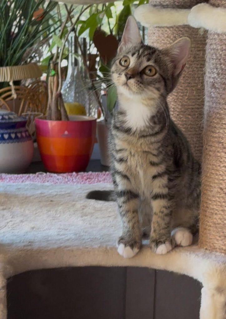 Quaxa
