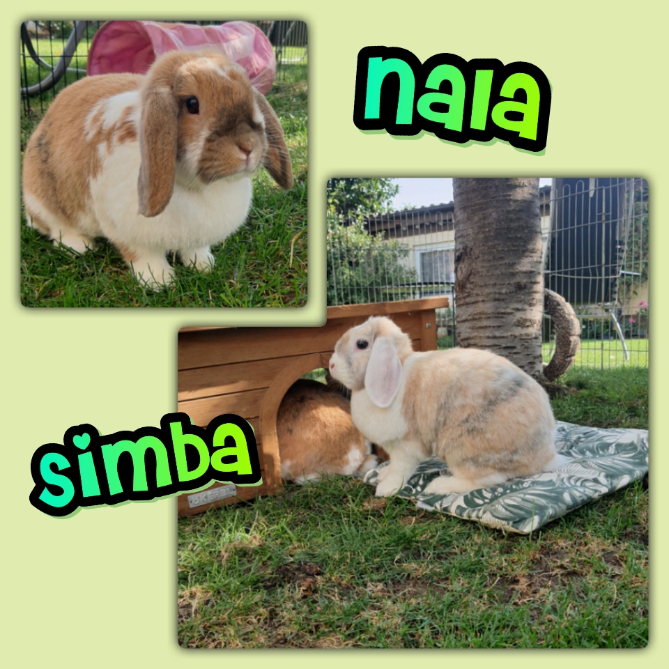 Simba und Nala